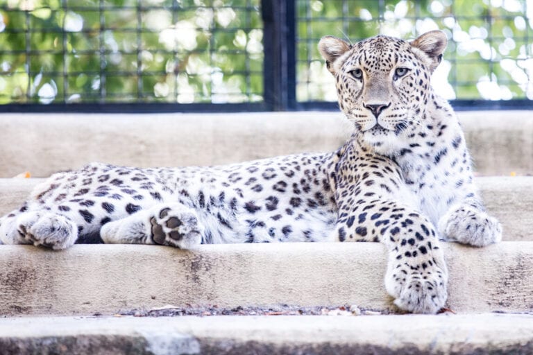 Zoo in Rome leopard