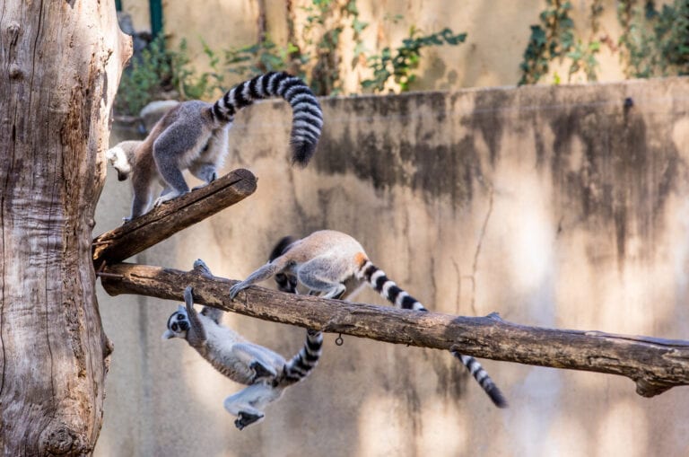Zoo in Rome lemurs
