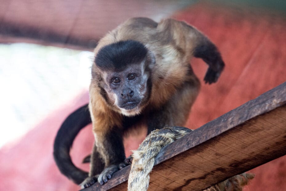 Zoo in Rome monkey