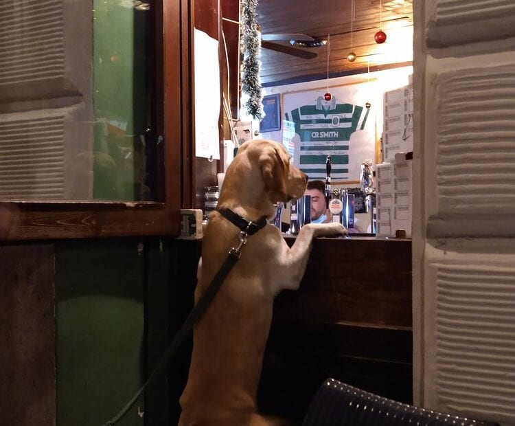 Finnegan Pub Rome_dog at bar