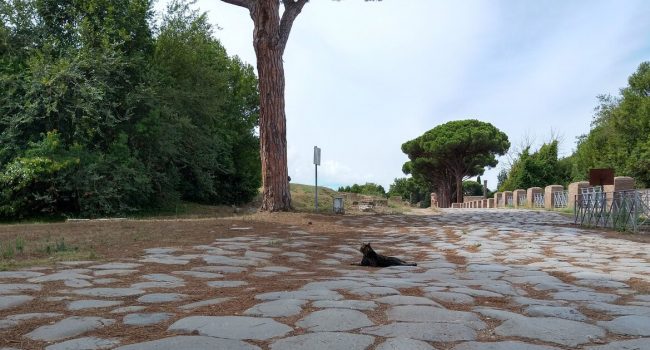 Ostia Antica cat in ancient street