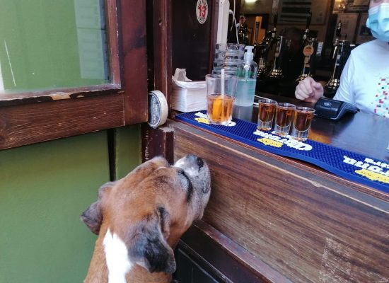 Pandemic Life in Rome - dog at pub - Finnegan Pub Rome